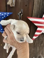 Vanilla Bean, a male Miniature Goldendoodle for sale in Goldsboro, NC – 8 of 9
