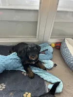 Sweet Pea, a female Miniature Bernedoodle for sale in Goldsboro, NC – 9 of 9