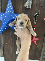Strawberry Shortcake , a female Miniature Goldendoodle for sale in Goldsboro, NC – 7 of 7
