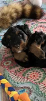Sweet Pea, a female Miniature Bernedoodle for sale in Goldsboro, NC – 9 of 9