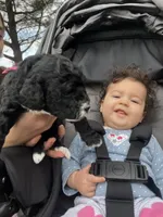 Pumpkin Spice, a female Miniature Bernedoodle for sale in Goldsboro, NC – Photo 10 of 10