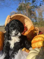 Pumpkin Spice, a female Miniature Bernedoodle for sale in Goldsboro, NC – Photo 7 of 10