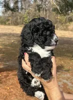 Pumpkin Spice, a female Miniature Bernedoodle for sale in Goldsboro, NC – Photo 3 of 10