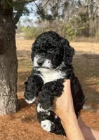 Pumpkin Spice, a female Miniature Bernedoodle for sale in Goldsboro, NC – Photo 2 of 10