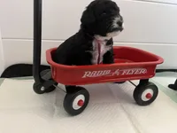 Pumpkin Spice, a female Miniature Bernedoodle for sale in Goldsboro, NC – Photo 9 of 10