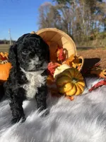 Pumpkin Spice, a female Miniature Bernedoodle for sale in Goldsboro, NC – Photo 8 of 10