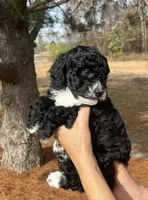 Pumpkin Spice, a female Miniature Bernedoodle for sale in Goldsboro, NC – Photo 4 of 10