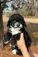 Pumpkin Spice, a female Miniature Bernedoodle for sale in Goldsboro, NC – Photo 5 of 10