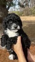 Pumpkin Spice, a female Miniature Bernedoodle for sale in Goldsboro, NC – Photo 1 of 10