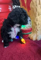 Pumpkin Spice, a female Miniature Bernedoodle for sale in Goldsboro, NC – Photo 6 of 10