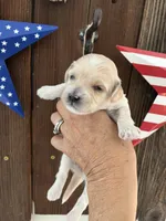Vanilla Bean, a male Miniature Goldendoodle for sale in Goldsboro, NC – 3 of 9