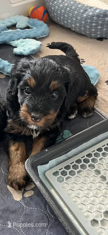 Sweet Pea – Miniature Bernedoodle puppy for sale in Goldsboro, NC