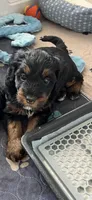 Sweet Pea, a female Miniature Bernedoodle for sale in Goldsboro, NC – 1 of 9