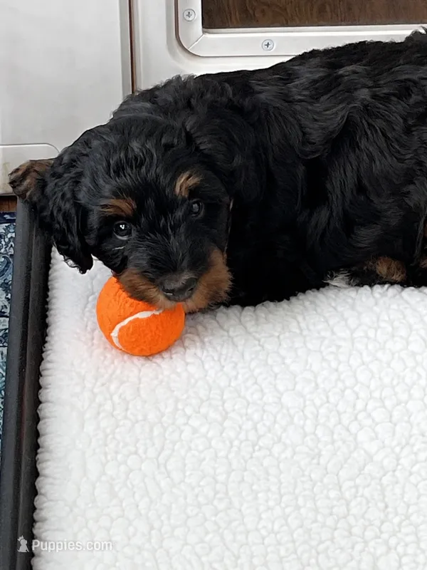 Sweet Pea – Miniature Bernedoodle puppy for sale in Goldsboro, NC