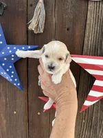 Vanilla Bean, a male Miniature Goldendoodle for sale in Goldsboro, NC – 2 of 9