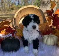 Harvest, a female Miniature Bernedoodle for sale in Goldsboro, NC – Photo 2 of 10