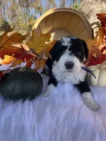 Harvest, a female Miniature Bernedoodle for sale in Goldsboro, NC – Photo 9 of 10