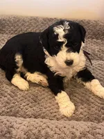 Harvest, a female Miniature Bernedoodle for sale in Goldsboro, NC – Photo 6 of 10