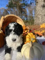 Harvest, a female Miniature Bernedoodle for sale in Goldsboro, NC – Photo 3 of 10