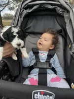 Harvest, a female Miniature Bernedoodle for sale in Goldsboro, NC – Photo 8 of 10