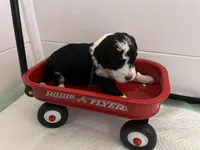 Harvest, a female Miniature Bernedoodle for sale in Goldsboro, NC – Photo 7 of 10