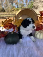 Harvest, a female Miniature Bernedoodle for sale in Goldsboro, NC – Photo 5 of 10