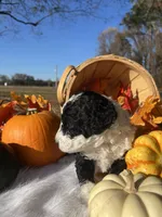 Harvest, a female Miniature Bernedoodle for sale in Goldsboro, NC – Photo 4 of 10