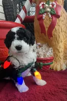 Harvest, a female Miniature Bernedoodle for sale in Goldsboro, NC – Photo 1 of 10