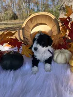 Harvest, a female Miniature Bernedoodle for sale in Goldsboro, NC – Photo 10 of 10