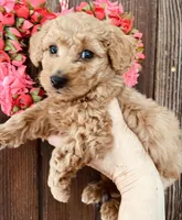 Poptart, a female Miniature Goldendoodle for sale in Goldsboro, NC – Photo 6 of 10