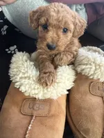 Poptart, a female Miniature Goldendoodle for sale in Goldsboro, NC – Photo 2 of 10