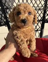Poptart, a female Miniature Goldendoodle for sale in Goldsboro, NC – Photo 4 of 10