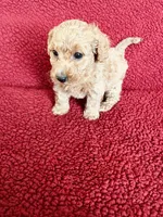 Poptart, a female Miniature Goldendoodle for sale in Goldsboro, NC – Photo 10 of 10