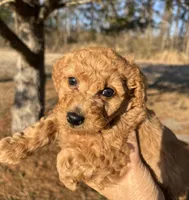 Poptart, a female Miniature Goldendoodle for sale in Goldsboro, NC – Photo 7 of 10