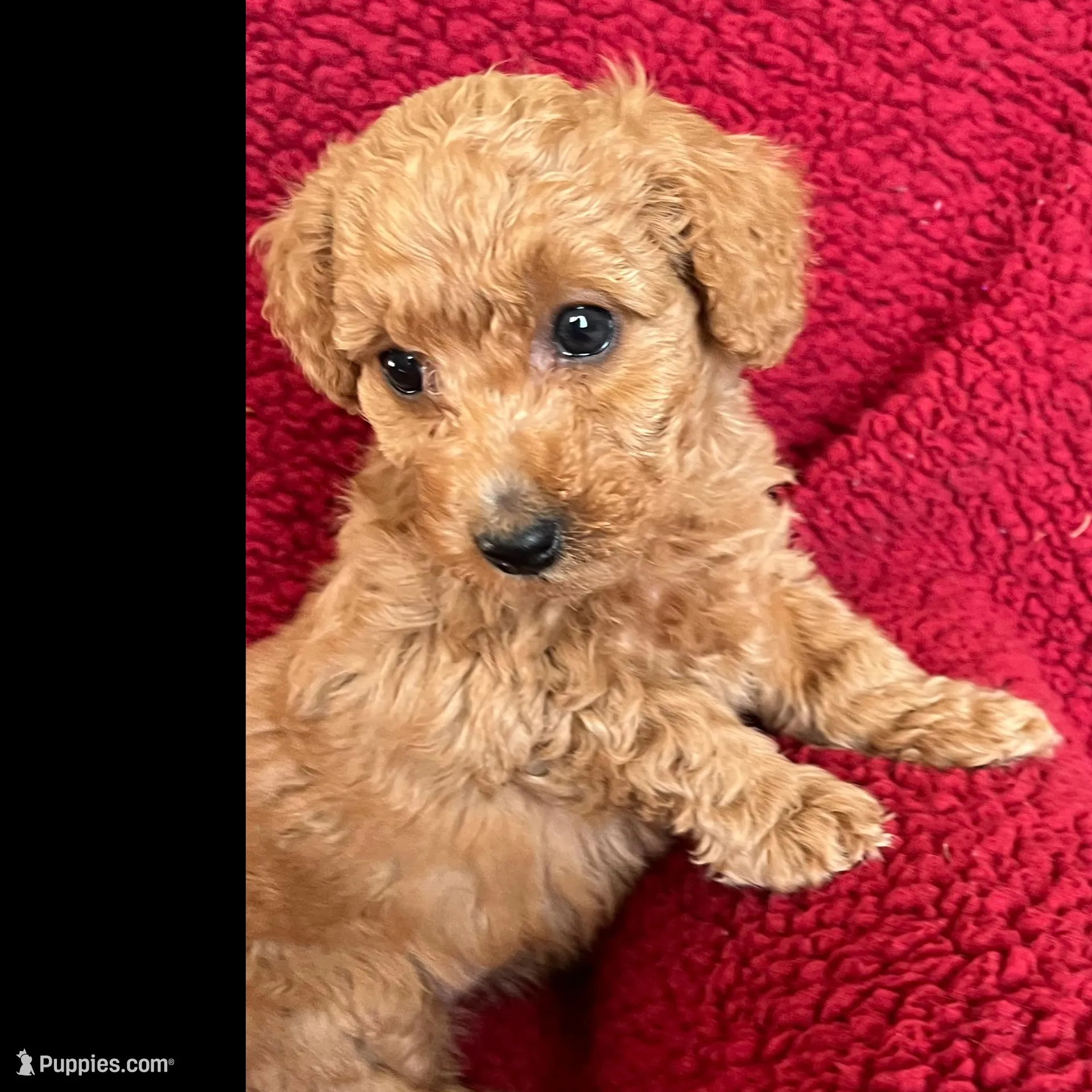 Poptart, a female Miniature Goldendoodle for sale in Goldsboro, NC – Photo 5 of 10