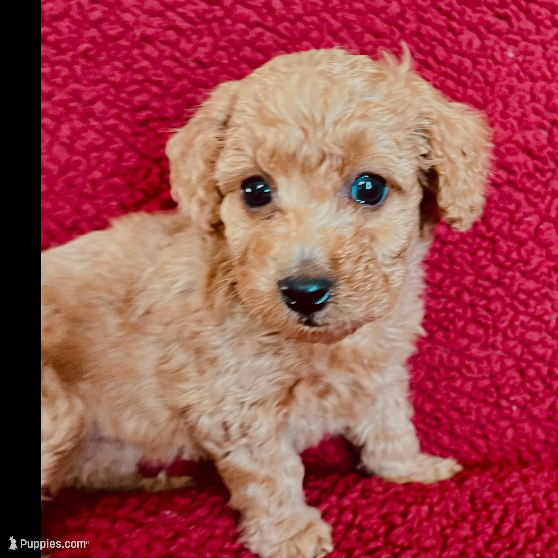 Poptart, a female Miniature Goldendoodle for sale in Goldsboro, NC – Photo 8 of 10