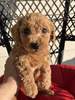 Poptart, a female Miniature Goldendoodle for sale in Goldsboro, NC – Photo 3 of 10