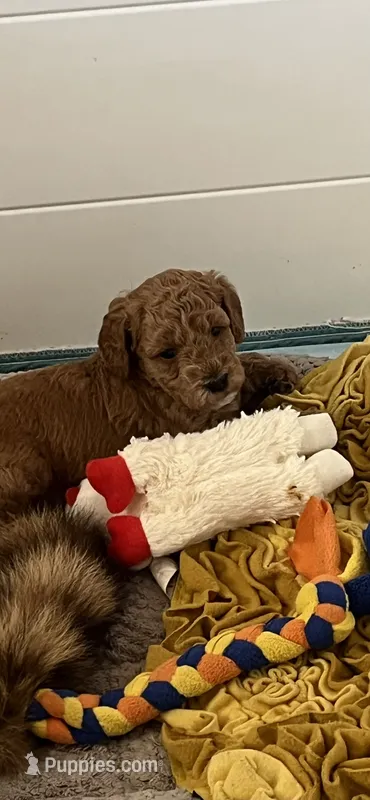 Strawberry Shortcake  – Miniature Goldendoodle puppy for sale in Goldsboro, NC