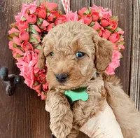 Muffin     , a female Miniature Goldendoodle for sale in Goldsboro, NC – Photo 1 of 10