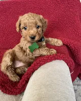 Muffin     , a female Miniature Goldendoodle for sale in Goldsboro, NC – Photo 8 of 10