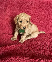 Muffin     , a female Miniature Goldendoodle for sale in Goldsboro, NC – Photo 6 of 10