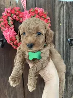 Muffin     , a female Miniature Goldendoodle for sale in Goldsboro, NC – Photo 5 of 10