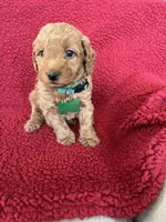 Muffin     , a female Miniature Goldendoodle for sale in Goldsboro, NC – Photo 3 of 10