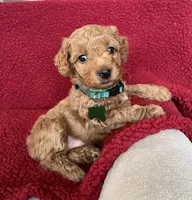 Muffin     , a female Miniature Goldendoodle for sale in Goldsboro, NC – Photo 7 of 10