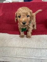 Muffin     , a female Miniature Goldendoodle for sale in Goldsboro, NC – Photo 10 of 10