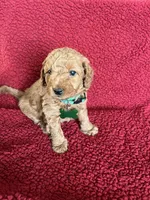 Muffin     , a female Miniature Goldendoodle for sale in Goldsboro, NC – Photo 4 of 10