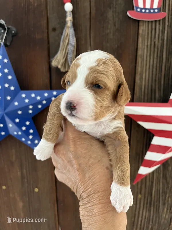 Salted Caramel  – Miniature Goldendoodle puppy for sale in Goldsboro, NC