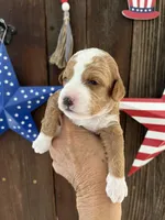 Salted Caramel , a female Miniature Goldendoodle for sale in Goldsboro, NC – 1 of 10