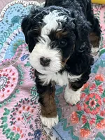 Sprout , a female Miniature Bernedoodle for sale in Goldsboro, NC – 6 of 10