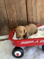 Bagel, a male Miniature Goldendoodle for sale in Goldsboro, NC – Photo 9 of 10